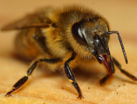 honeybee (Apis mellifera)